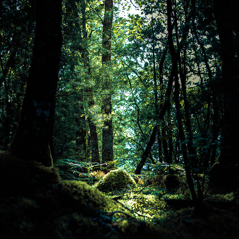 A Moss & Brooke botanical perfumery image showing a beautiful dark forest outlook.
